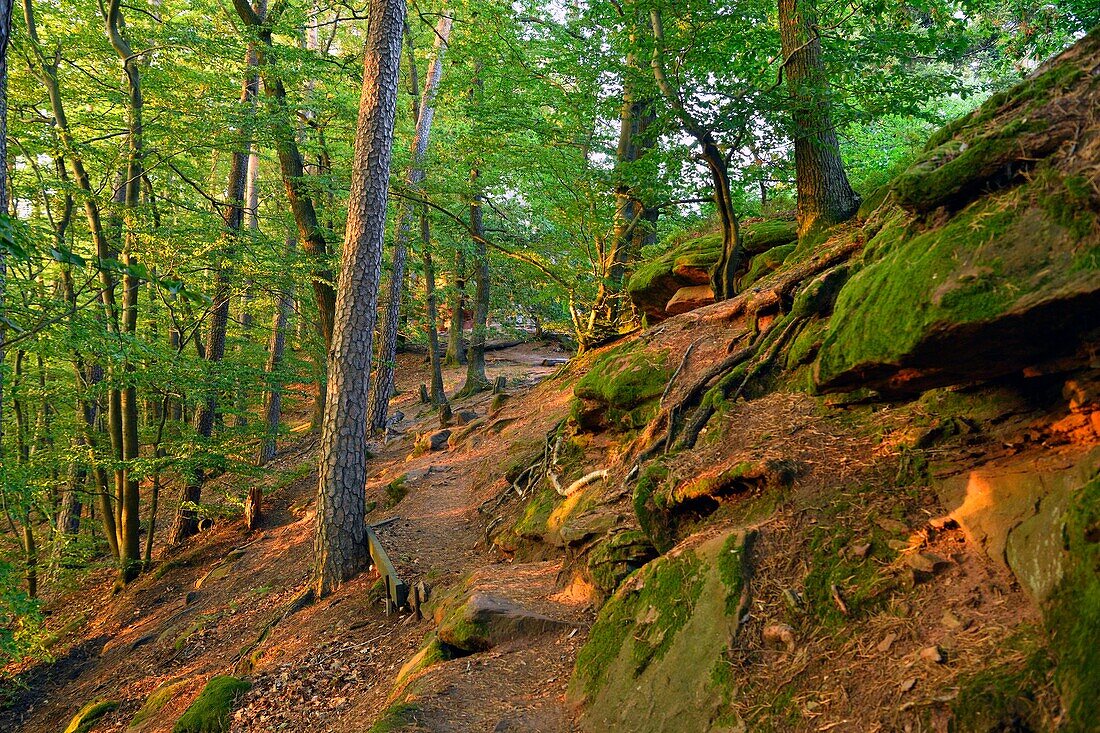 France, Bas Rhin, Parc Naturel Regional des Vosges du Nord (Northern Vosges Regional Natural Park), Lembach, hiking path near Fleckenstein castle ruins , path of the rocks\n