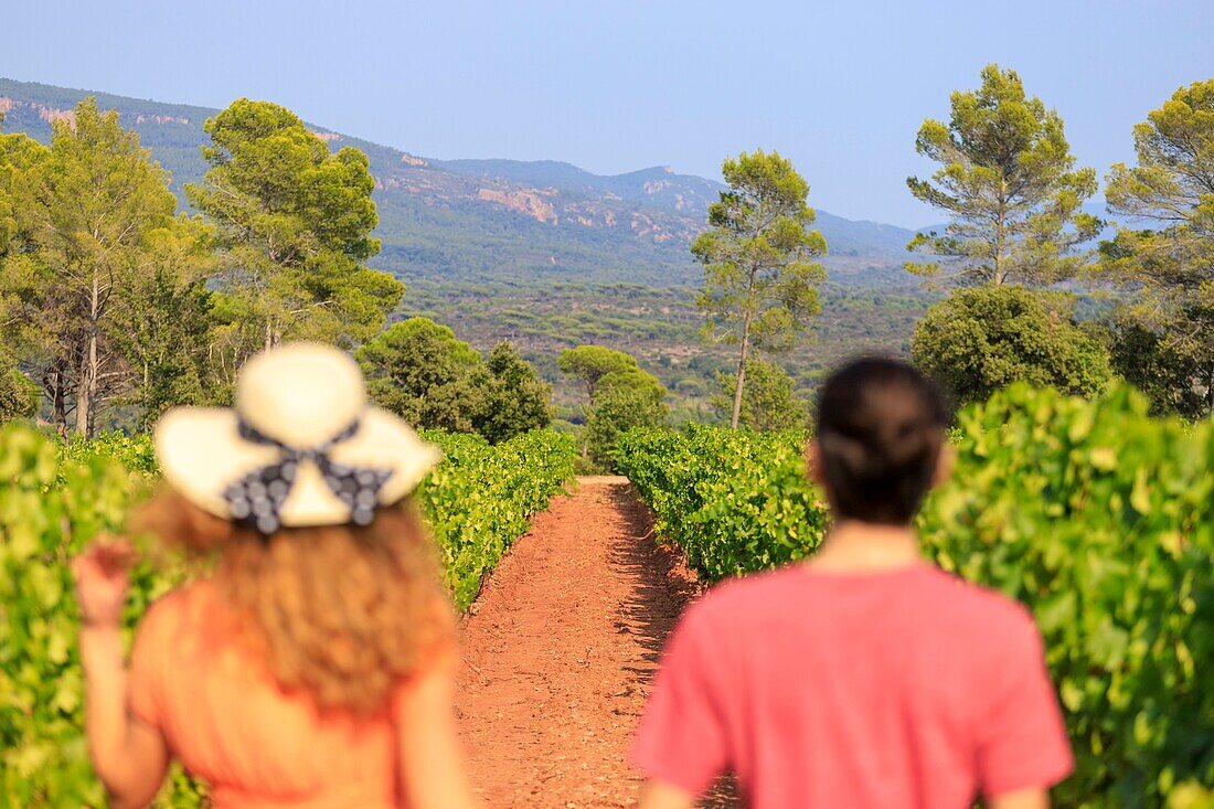 Frankreich, Var, La Motte, Spaziergang eines jungen Paares im Weinberg AOP Côtes de Provence des Château des Demoiselles