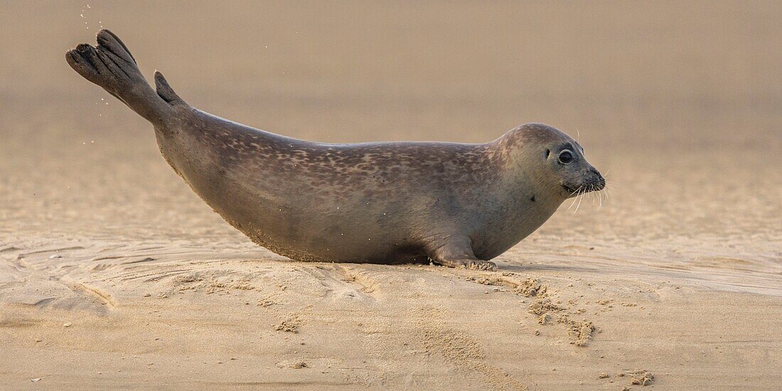 Frankreich, Pas de Calais, Opalküste, Berck sur Mer, Seehund (Phoca vitulina), Seehunde sind heute eine der wichtigsten touristischen Attraktionen der Somme-Bucht und der Opalküste