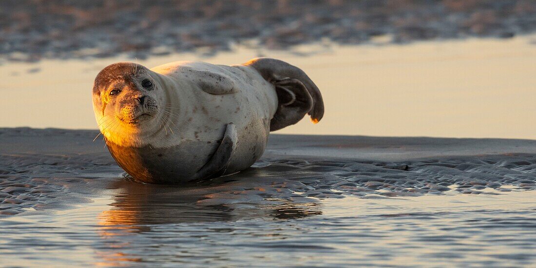 France, Pas de Calais, Authie Bay, Berck sur Mer, common seal (Phoca vitulina), at low tide the seals rest on the sandbanks from where they are chased by the rising tide\n