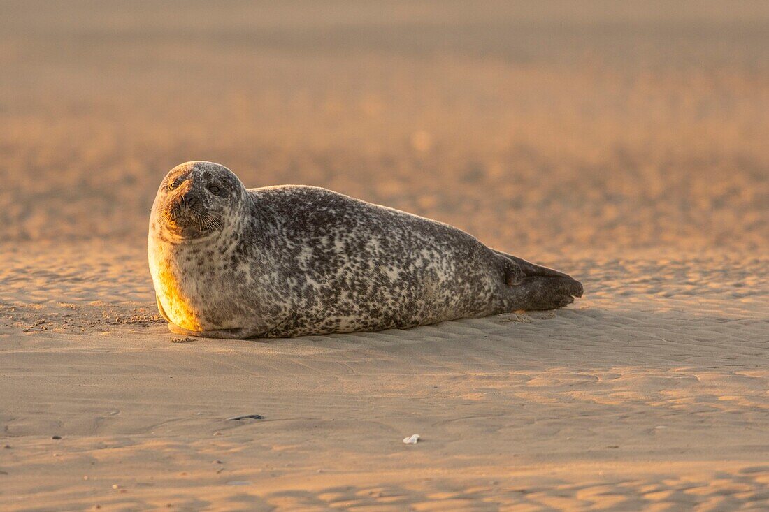 France, Pas de Calais, Authie Bay, Berck sur Mer, common seal (Phoca vitulina), at low tide the seals rest on the sandbanks from where they are chased by the rising tide\n