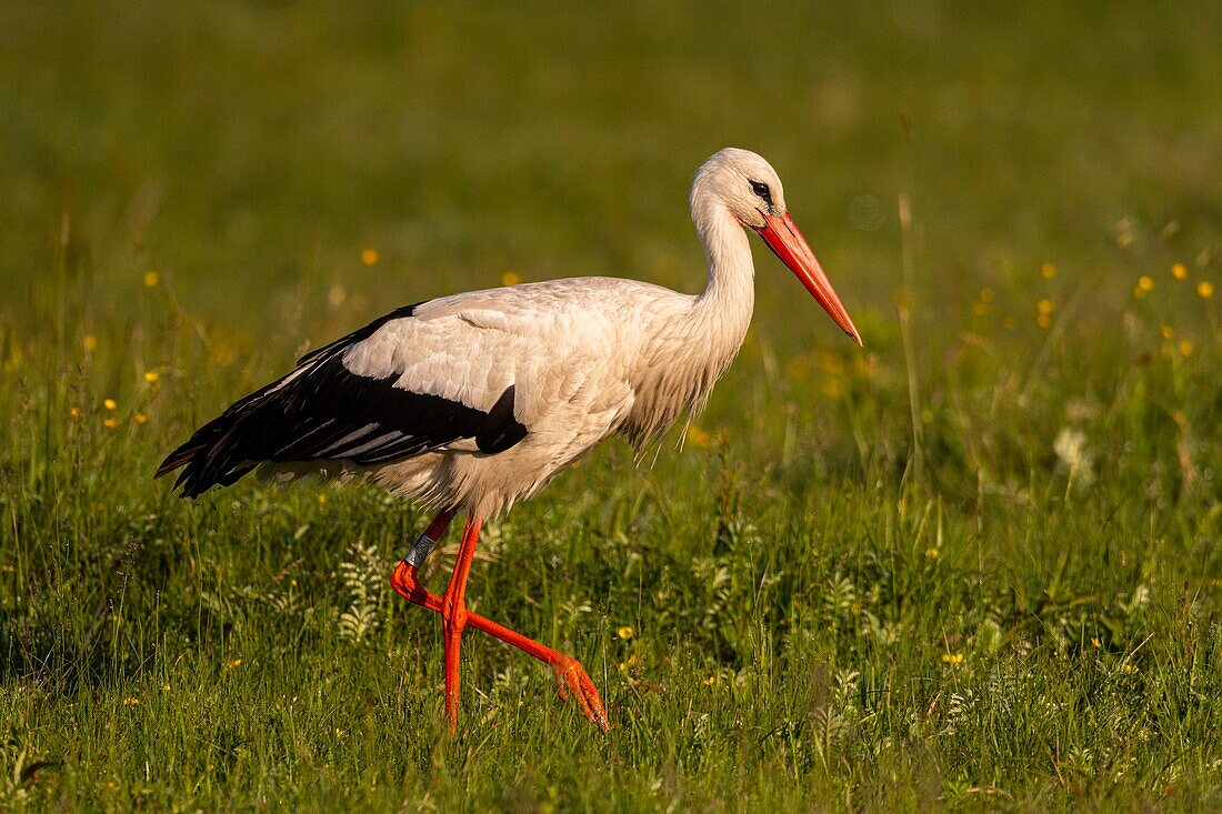 Frankreich, Somme, Somme-Bucht, Le Crotoy, Crotoy-Sumpf, Weißstorch (Ciconia ciconia)