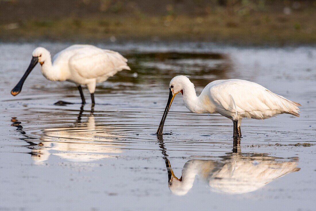 France, Somme, Somme Bay, Le Crotoy, Crotoy Marsh, gathering of Spoonbills (Platalea leucorodia Eurasian Spoonbill) who come to fish in a group in the pond\n