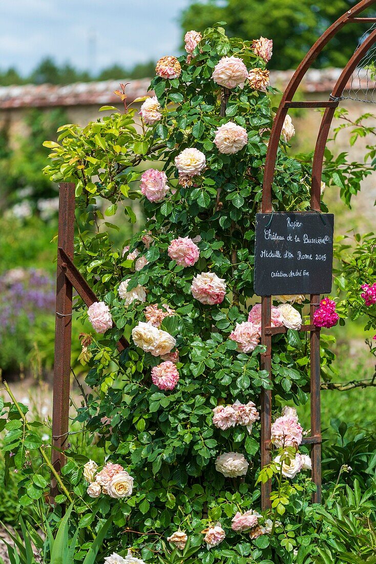 France, Loiret, La Bussiere, La Bussiere Castle, (Fisherman's Castle), Labeled Remarkable Gardens since 2004, climbing rose Chateau de la Bussiere, winner of Andre Eve award of May 2015 and gold medalist in Rome, rose commissioned for Genevieve de Chasseval\n