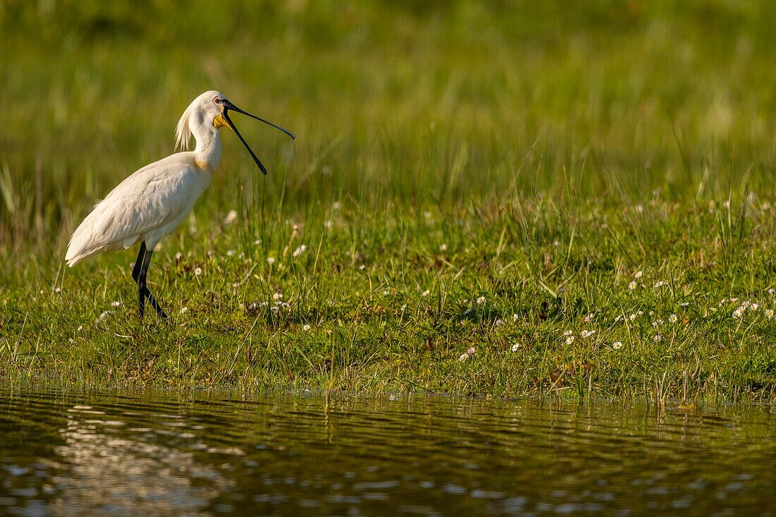 Frankreich, Somme, Somme-Bucht, Naturschutzgebiet der Somme-Bucht, Ornithologischer Park Marquenterre, Saint Quentin en Tourmont, Weißer Löffler (Platalea leucorodia Löffler)