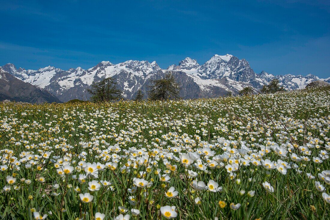 France, Hautes Alpes, massif of Oisans, Ecrins National Park, Vallouise, hike to Pointe des Tetes, path on the summit plateau between rare melezes, in a pasture covered with buttercups and Pelvoux peaks\n