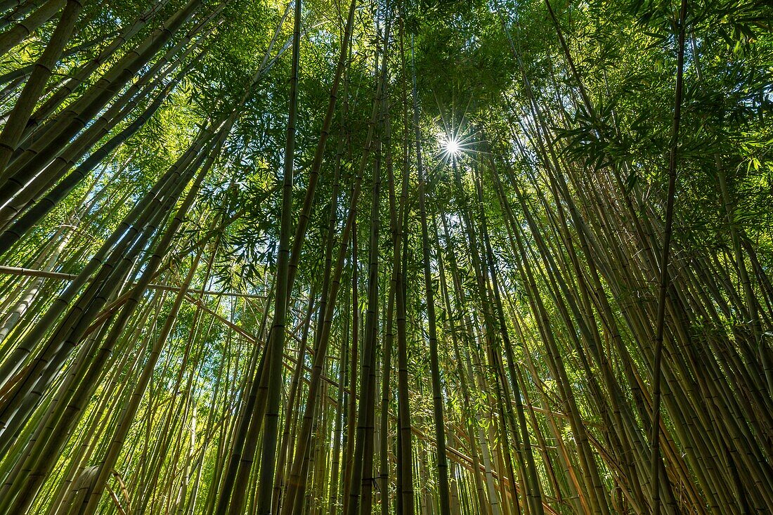 France, Var, Pays de Fayence, Montauroux, Les Bambous du Mandarin garden\n