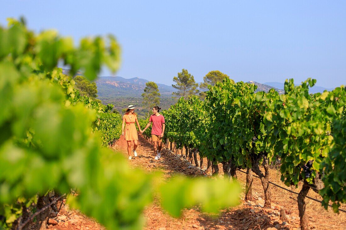 Frankreich, Var, La Motte, Spaziergang eines jungen Paares im Weinberg AOP Côtes de Provence des Château des Demoiselles