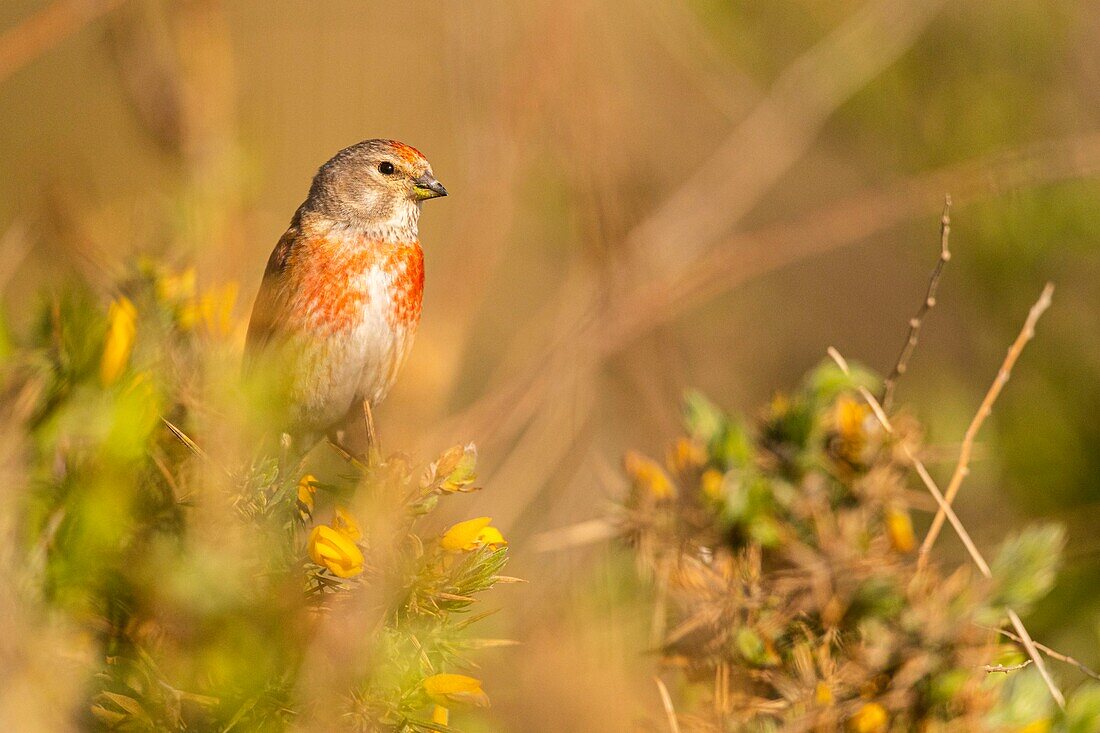 France, Somme, Baie de Somme, Cayeux sur Mer, The Hable d'Ault, Common Linnet (Linaria cannabina)\n