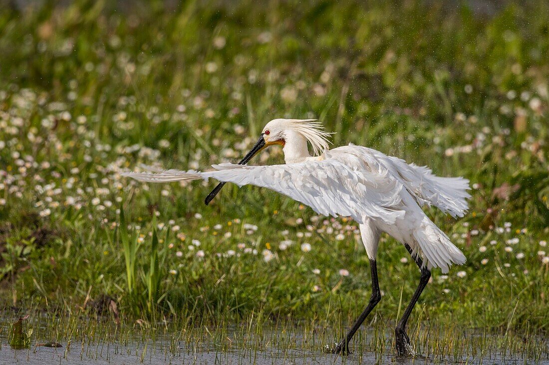 France, Somme, Somme Bay, Natural Reserve of the Somme Bay, Marquenterre Ornithological Park, Saint Quentin en Tourmont, White Spoonbill (Platalea leucorodia Eurasian Spoonbill) bath and toilet\n