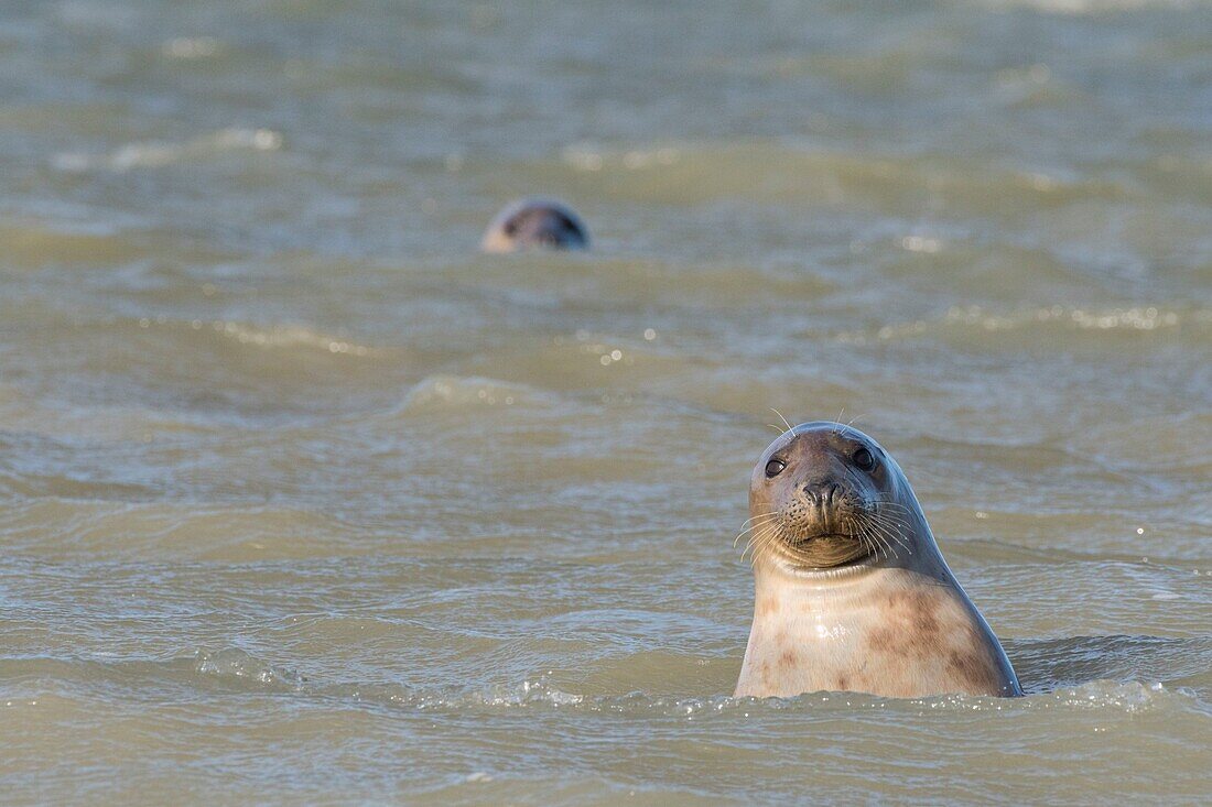 France, Pas de Calais, Authie Bay, Berck sur Mer, Grey seals (Halichoerus grypus), at low tide the seals rest on the sandbanks from where they are chased by the rising tide, once in the water, their natural curiosity pushes them to sometimes approach very close\n