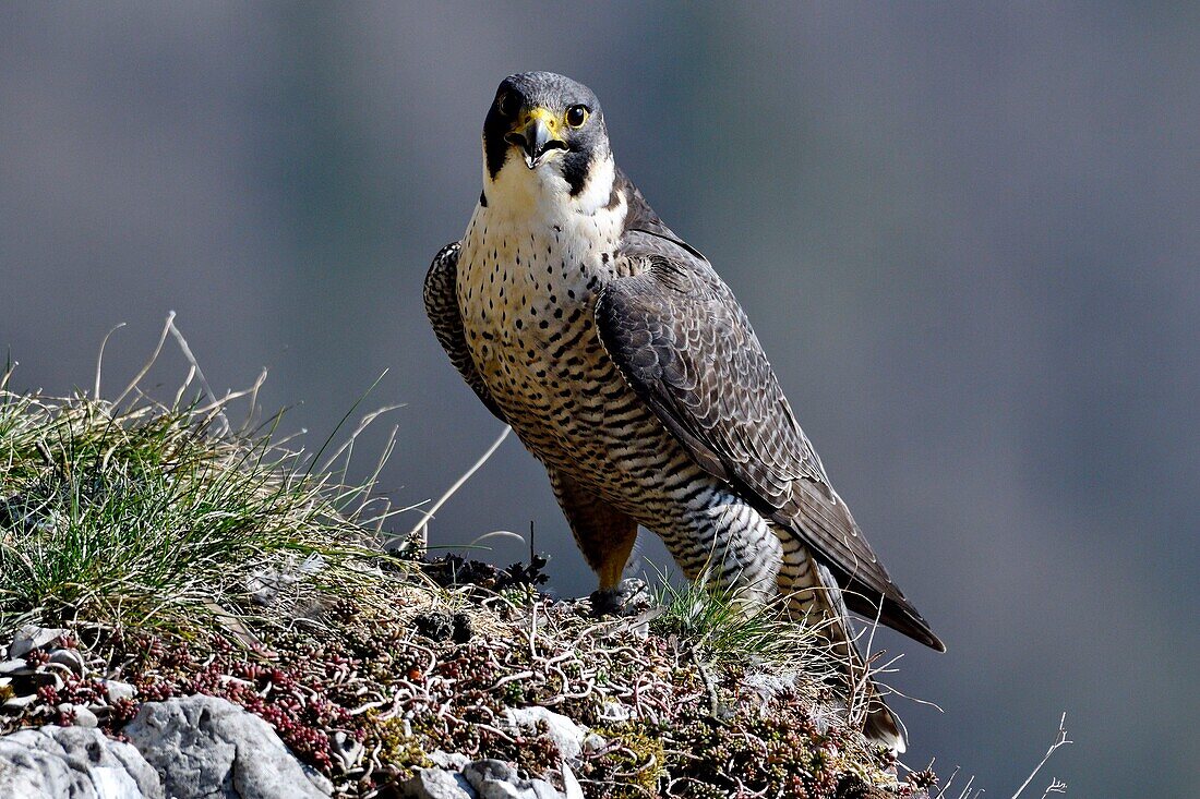 Frankreich, Doubs, Vogel, Raubvogel, Wanderfalke (Falco peregrinus) auf einer Klippe des Haut Doubs im Frühling