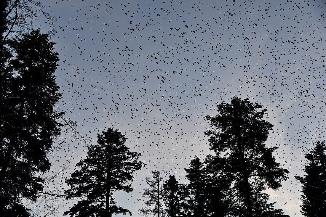 France, Doubs, Swiss border, bird, Chaffinch (Fringilla montifringilla) regrouping in dormitory for the night, concentrated flight\n