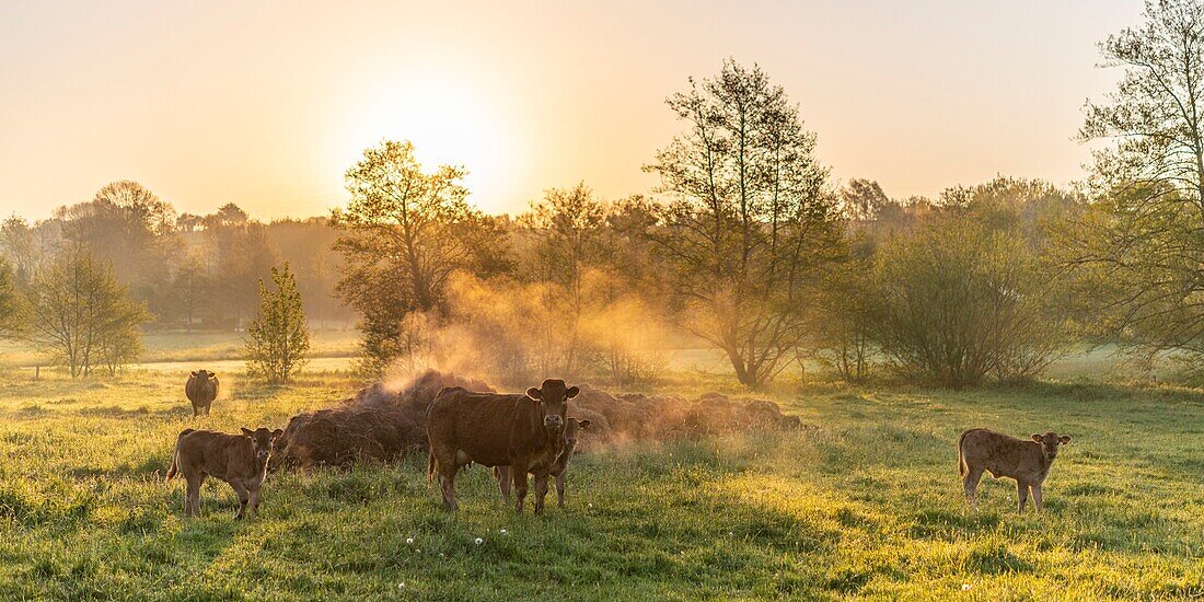 Frankreich, Ardennen, Carignan, Limousin-Kuh beim Grasen vor einem Haufen rauchender Gülle am frühen Morgen