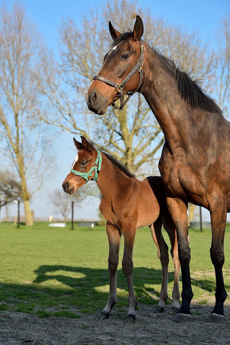 France, Nord, Genech, Turrets stables, mare and its foal\n