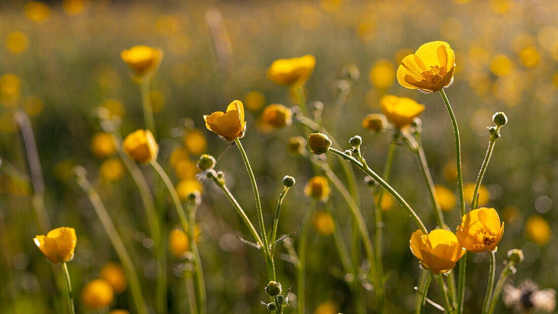 Frankreich, Ardennen, Carignan, Hahnenfuß (Ranunculus repens, Ranunculaceae) auf einer Wiese im Frühling