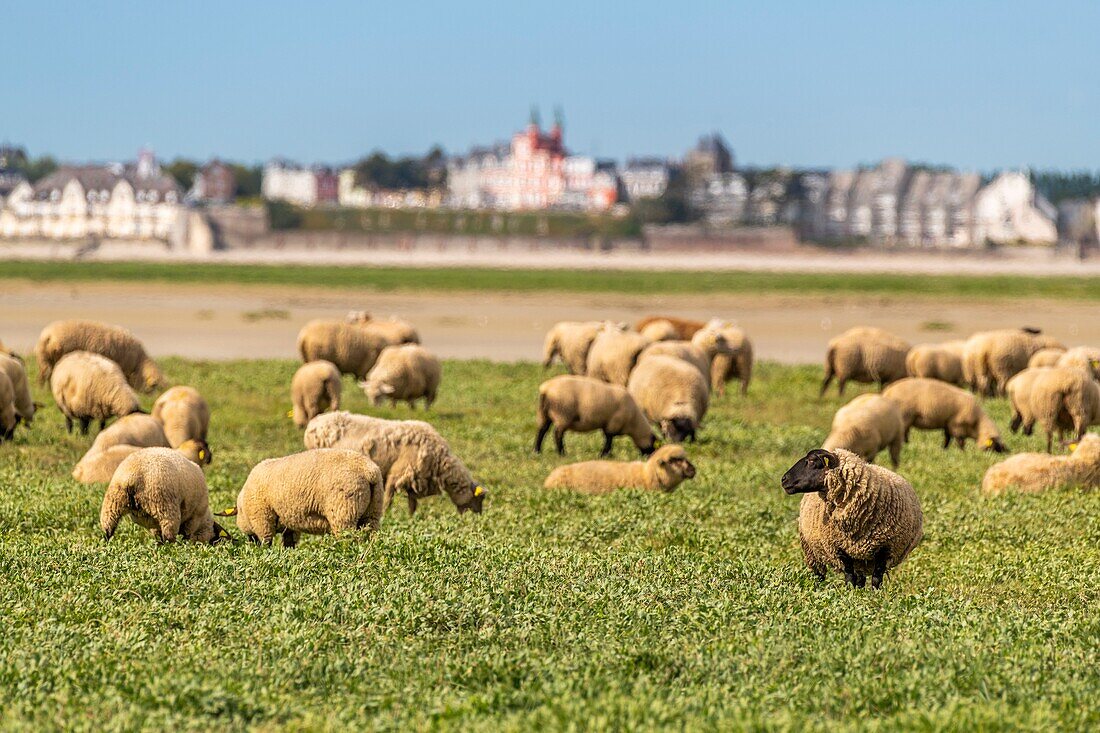 "Frankreich, Somme, Somme-Bucht, Saint Valery sur Somme, Kap Hornu, Schafe auf gesalzenen Wiesen gegenüber von Le Crotoy; die Schafe im Vorland sind eine kontrollierte Herkunftsbezeichnung (COA) mit der Verpflichtung, mehrere Monate im Jahr halophile Pflanzen zu weiden"