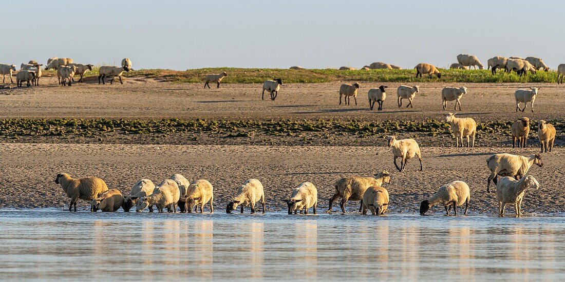 France, Somme, Somme Bay, Saint Valery sur Somme, salt-meadow sheep come to drink in the channel of the Somme facing the docks\n