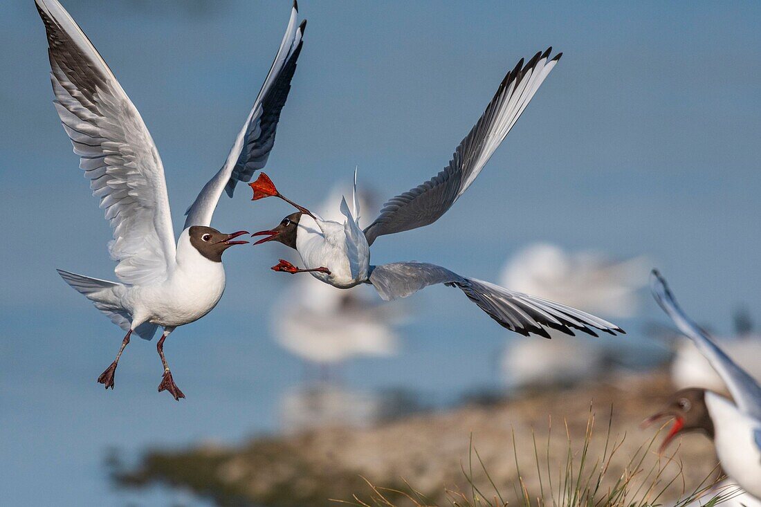 France, Somme, Bay of the Somme, Crotoy Marsh, Le Crotoy, every year a colony of black-headed gulls (Chroicocephalus ridibundus) settles on the islets of the Crotoy marsh to nest and reproduce , conflicts are then frequent\n