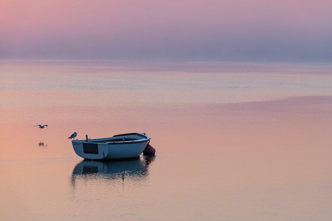 France, Somme, Somme Bay, Saint Valery sur Somme, Dawn on the banks of the Somme where are stranded the boats of fishermen and hunters\n