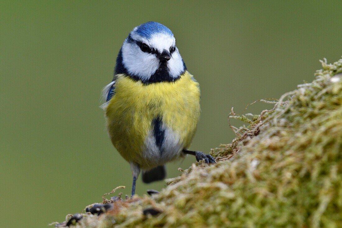 Frankreich, Doubs, Vogel, Blaumeise (Cyanistes caeruleus) auf einer moosbewachsenen Wurzel sitzend