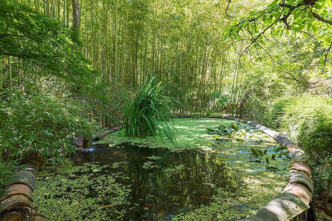 France, Var, Pays de Fayence, Montauroux, Les Bambous du Mandarin garden\n