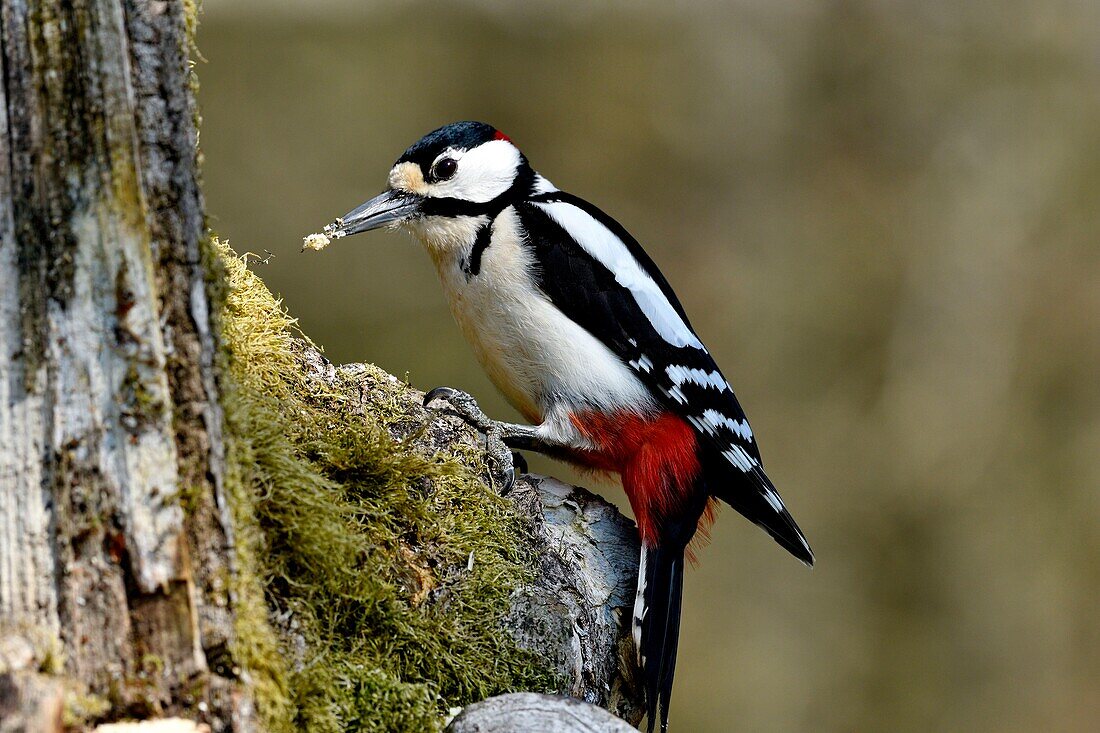 Frankreich, Doubs, Vogel, Buntspecht (Dendrocopos major), Männchen auf einem Baumstamm