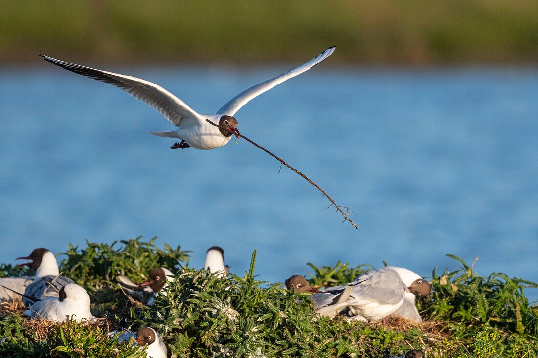 Frankreich, Somme, Baie de Somme, Le Crotoy, Der Sumpf von Crotoy empfängt jedes Jahr eine Kolonie von Lachmöwen (Chroicocephalus ridibundus - Lachmöwe), die zum Nisten und zur Fortpflanzung auf die Inseln in der Mitte der Teiche kommen, Möwen jagen dann Materialien für den Bau der Nester