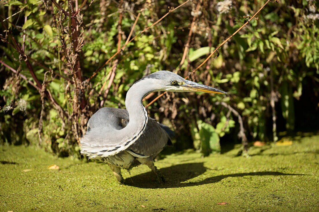 Frankreich, Nord, Lille, Bois de Boulogne, Park der Citadelle, Graureiher (Ardea cinerea) bei der Jagd