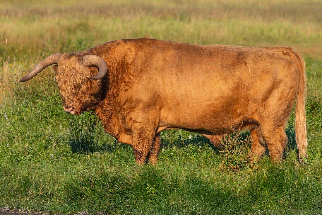 France, Somme, Somme Bay, Crotoy Marsh, Le Crotoy, Highland Cattle (Scottish cow) for marsh maintenance and eco grazing\n