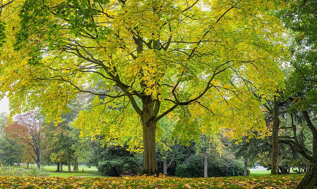 Frankreich, Paris, Bezirk Parc-de-Montsouris, Montsouris-Park im Herbst