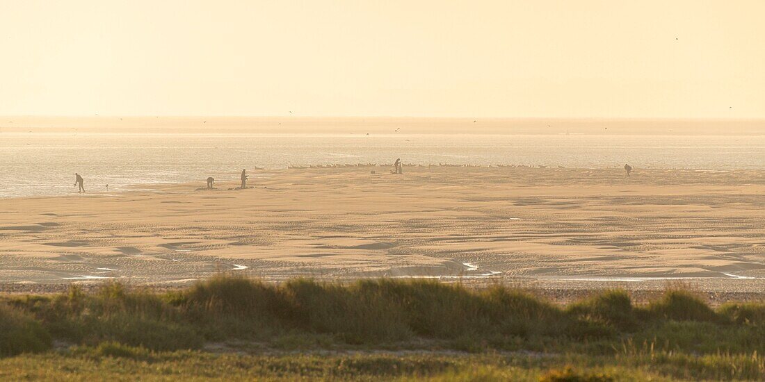 "France, Somme, Baie de Somme, Le Hourdel, At tide down, hunters will bury themselves on the edge of sandbanks to kill birds ; Each year half a million birds are slaughtered on the shores of the Hauts de France"\n