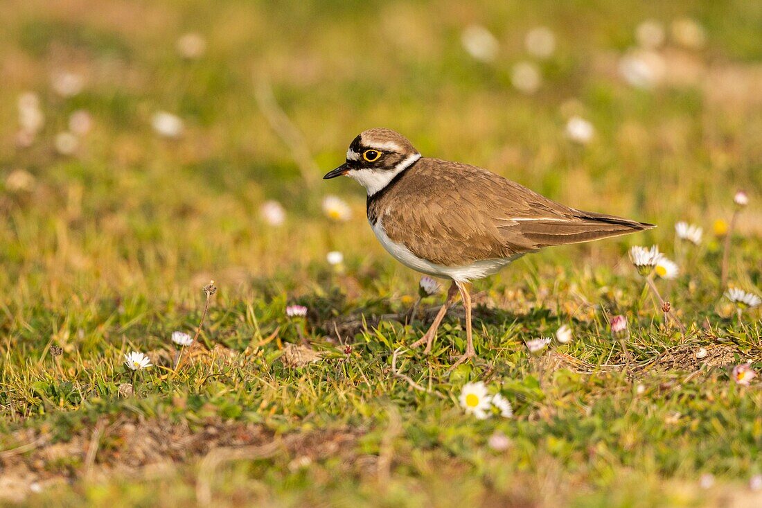 France, Somme, Baie de Somme, Cayeux sur Mer, The Hable d'Ault, Little Ringed Plover (Charadrius dubius) in gravelly lawns\n