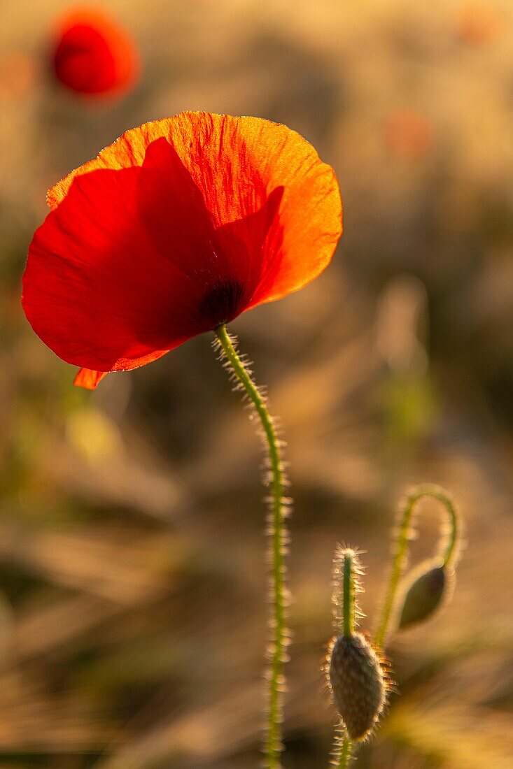 France, Somme, Bay of the Somme, Saint-Valery-sur-Somme, The fields of poppies between Saint-Valery-sur-Somme and Pendé have become a real tourist attraction and many people come to photograph there\n