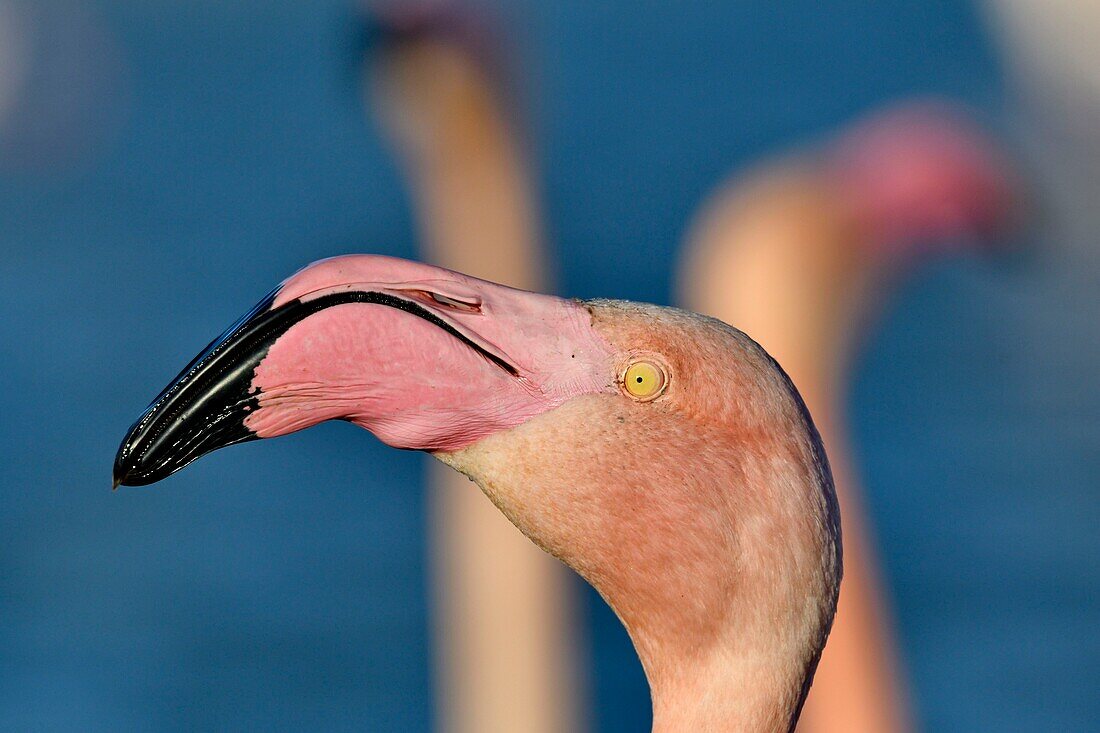 France, Bouches du Rhone, Camargue, Pont de Gau reserve, Flamingos (Phoenicopterus roseeus)\n