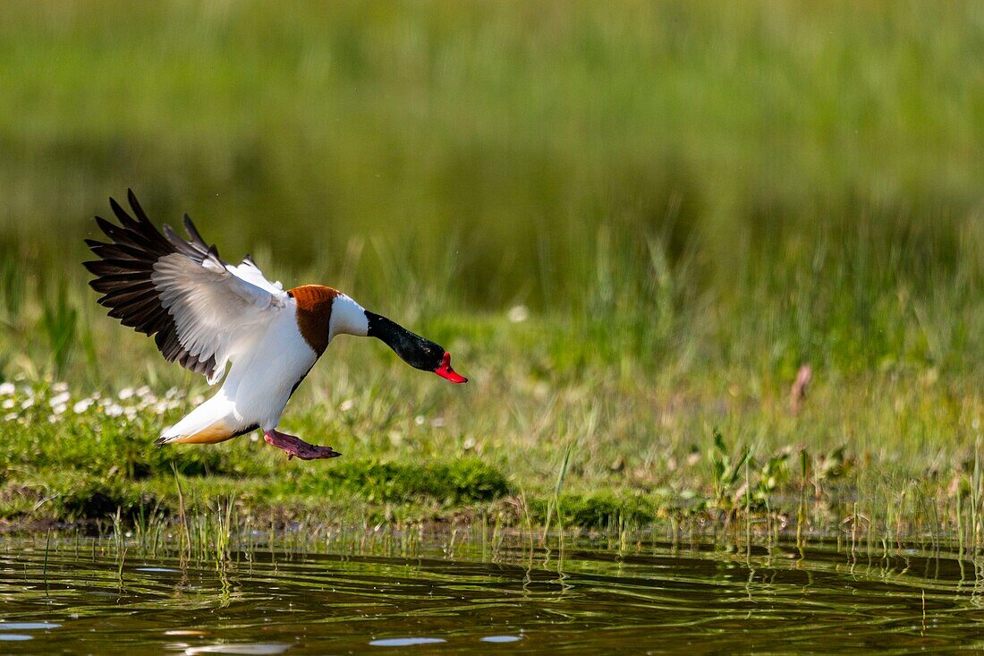 France, Somme, Somme Bay, Natural Reserve of the Somme Bay, Saint Quentin en Tourmont, Ornithological Park of Marquenterre, This Common Shelduck (Tadorna tadorna) defends its territory and hunt the others ducks of the pond\n