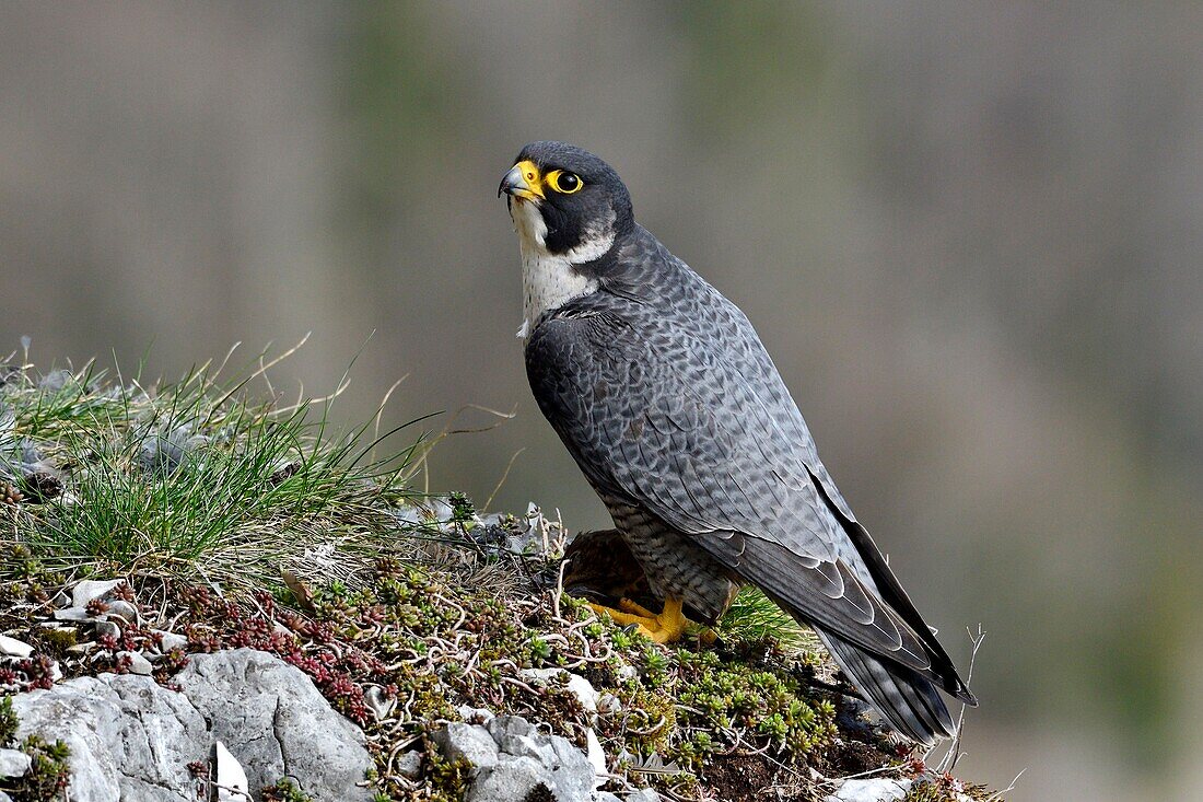 Frankreich, Doubs, Vogel, Raubvogel, Wanderfalke (Falco peregrinus) auf einer Klippe des Haut Doubs im Frühling