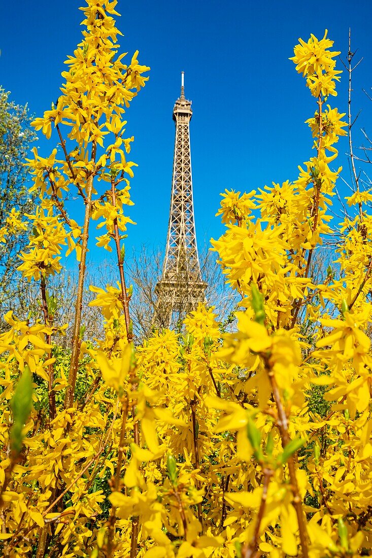 France, Paris, area listed as World Heritage by UNESCO, the Champ de Mars and the Eiffel Tower in spring\n