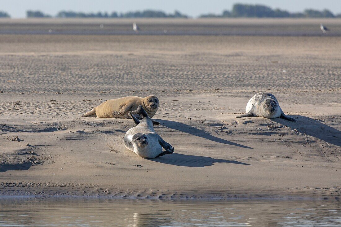 Frankreich, Pas de Calais, Authie Bay, Berck sur Mer, Seehund (Phoca vitulina), bei Ebbe ruhen die Seehunde auf den Sandbänken