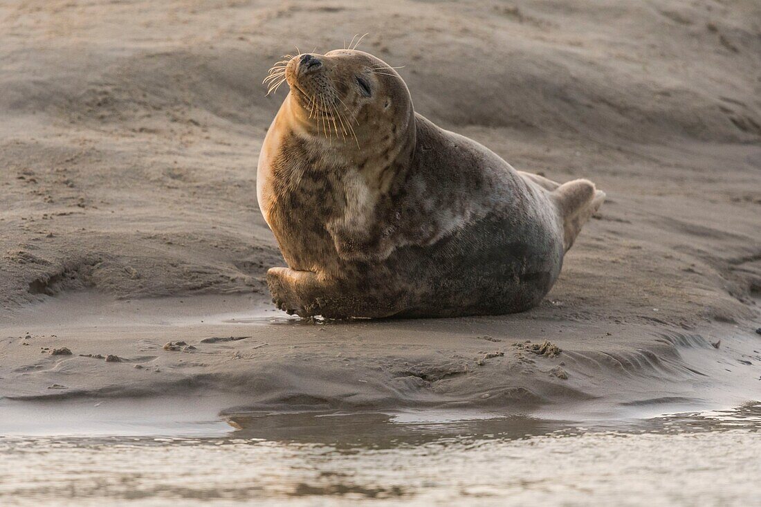 France, Pas de Calais, Authie Bay, Berck sur Mer, Grey seals (Halichoerus grypus), at low tide the seals rest on the sandbanks from where they are chased by the rising tide\n