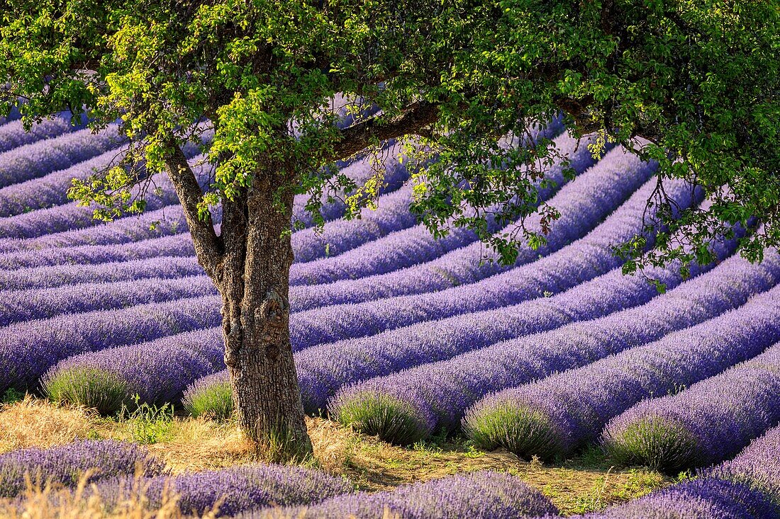 Frankreich, Vaucluse, Aurel, Walnussbäume ( Juglans L.) in einem Lavendelfeld