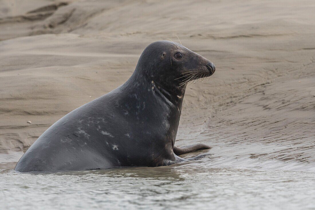 Frankreich, Pas de Calais, Authie Bay, Berck sur Mer, Kegelrobben (Halichoerus grypus), bei Ebbe ruhen sich die Robben auf den Sandbänken aus, von wo sie von der steigenden Flut vertrieben werden