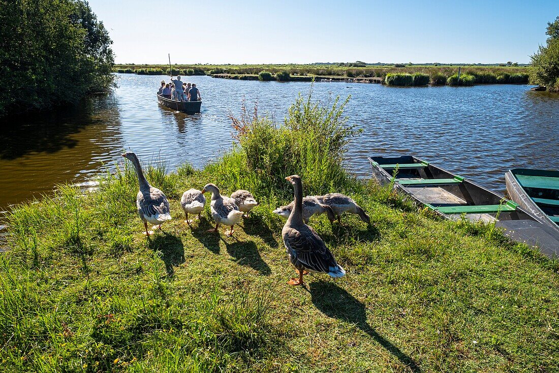 Frankreich, Loire-Atlantique, Regionaler Naturpark Briere, Saint-Lyphard, Bootsfahrt auf dem Sumpf der Grande Briere Mottiere
