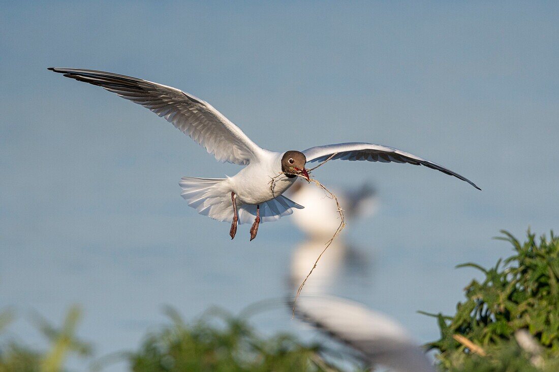 France, Somme, Bay of the Somme, Crotoy Marsh, Le Crotoy, every year a colony of black-headed gulls (Chroicocephalus ridibundus - Black-headed Gull) settles on the islets of the Crotoy marsh to nest and reproduce , the birds carry the branches for the construction of the nest\n