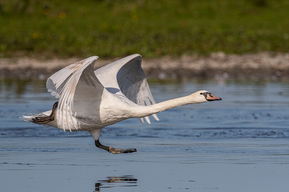 France, Somme, Somme Bay, Crotoy Marsh, Le Crotoy, Mute Swan (Cygnus olor - Mute Swan) fledged on the pond\n