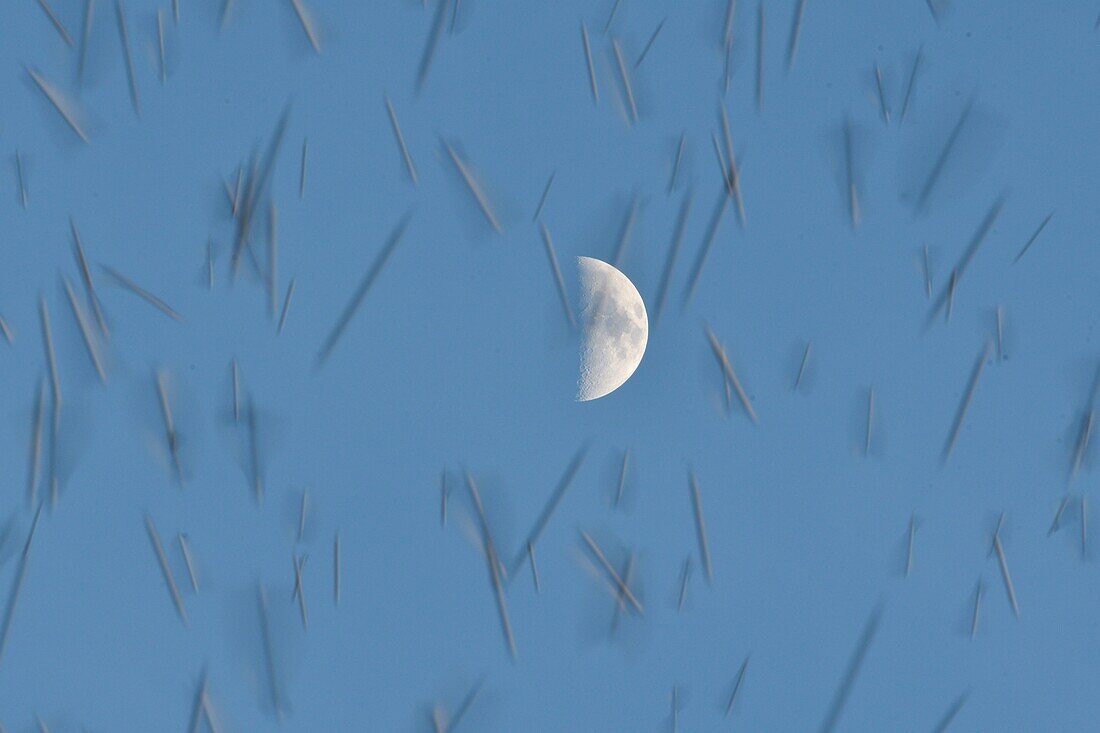 France, Doubs, Swiss border, bird, Chaffinch (Fringilla montifringilla) gathering in dormitory for the night, moon in the background, flying concentrate\n