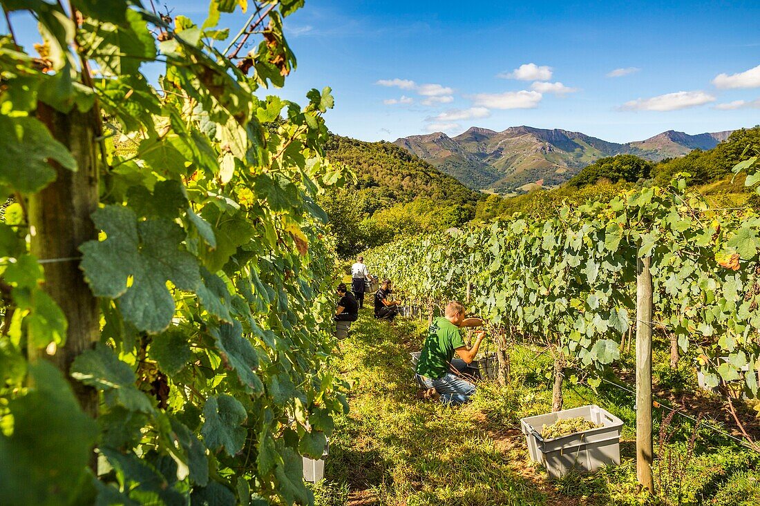 France, Pyrenees Atlantique, Basque Country, Irouleguy, Harvest in Arretxea Estate\n