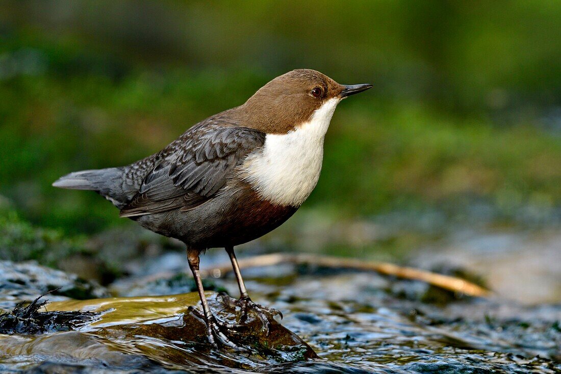 France, Doubs, Creuse Valley, bird, Cincle diver (Cinclus cinclus)\n