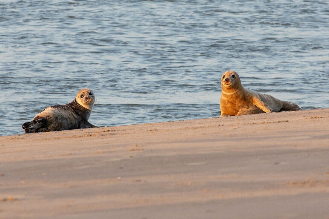 France, Somme, Bay of the Somme, The hourdel, common seals in the channel of the Somme\n