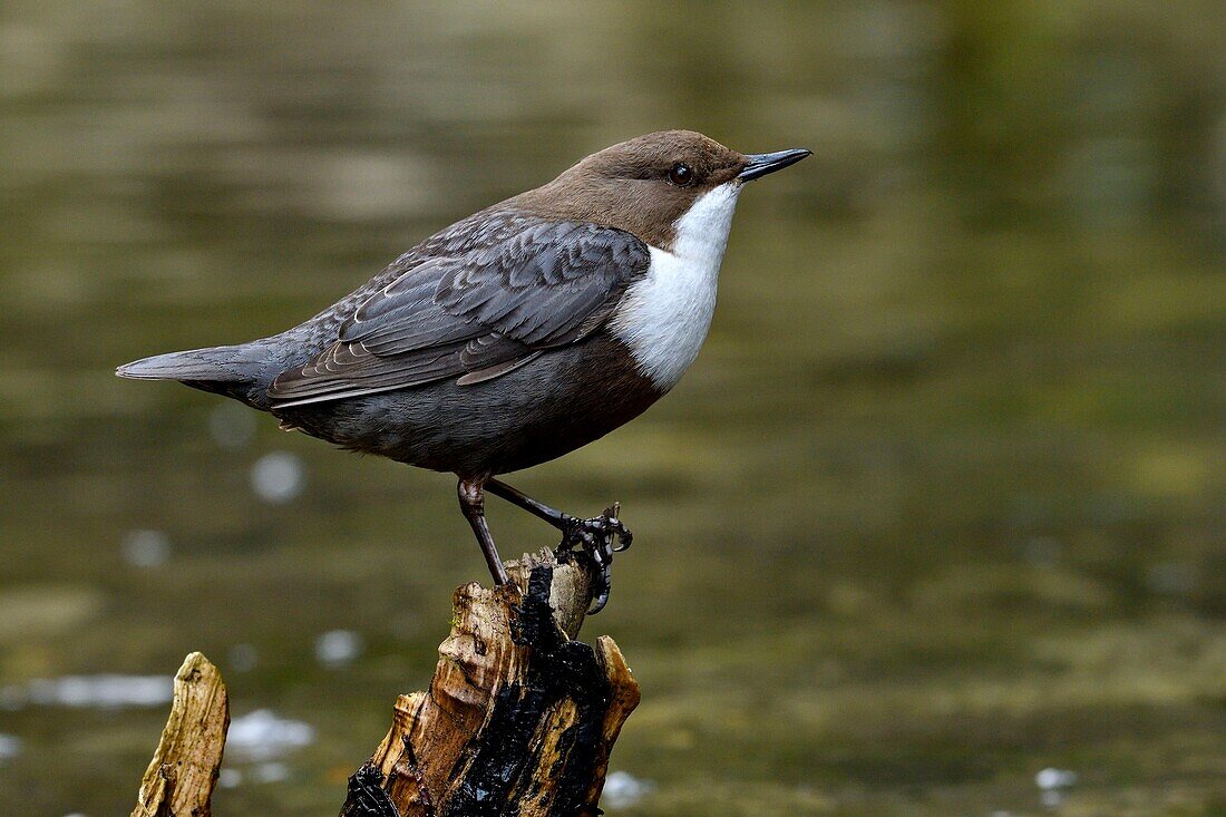 Frankreich, Doubs, Creuse-Tal, Vogel, Cinclus-Taucher (Cinclus cinclus)